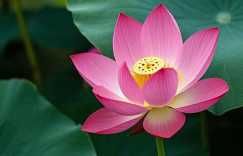 为今年出生属蛇女宝宝取个好名字