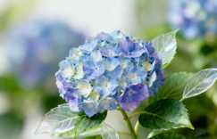 绣球花是吉花还是凶花 绣球花是死人花吗