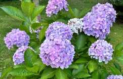 绣球花放哪里最旺财 绣球花不进宅的原因