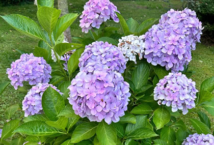 绣球花放哪里最旺财 绣球花不进宅的原因